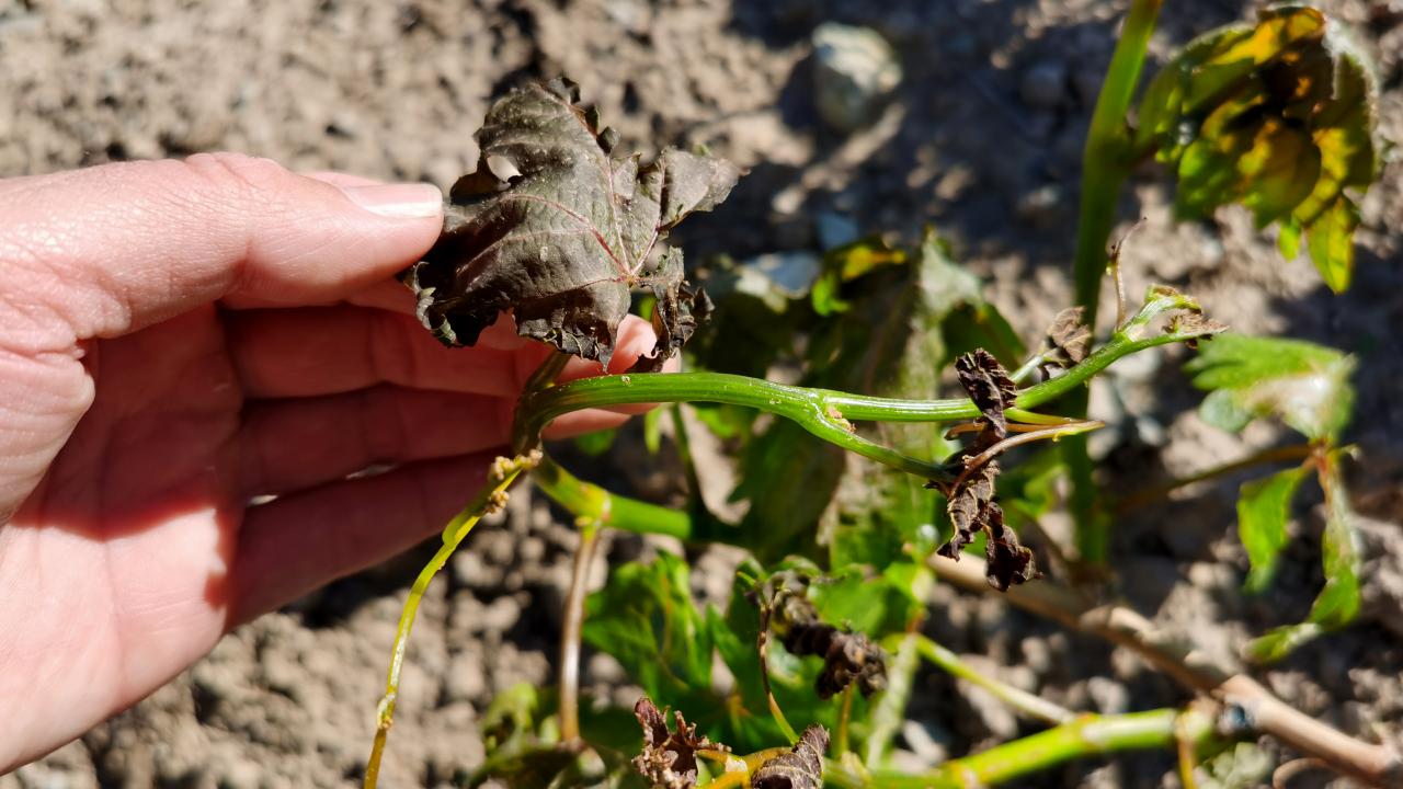 Yurdun kuzey kesimlerinde zirai don bekleniyor